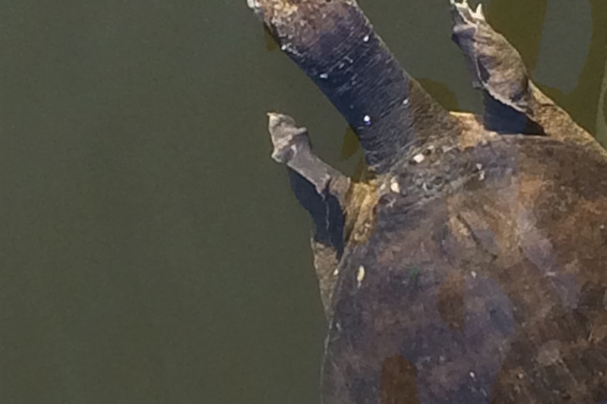 Local resident Ted the Turtle