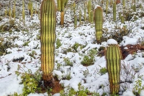 snow in The Superstitions