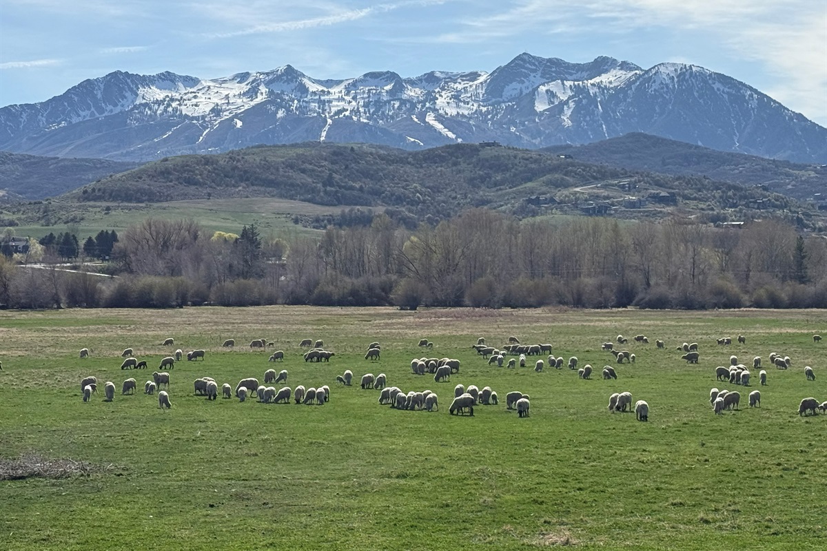 Spring near Snowbasin