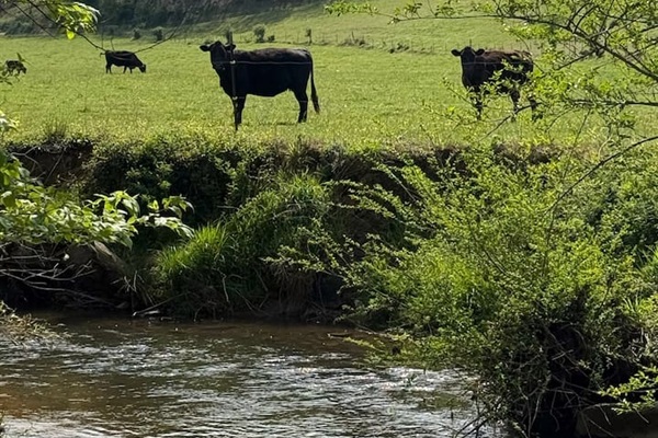 Cows grazing just across from the private deck.