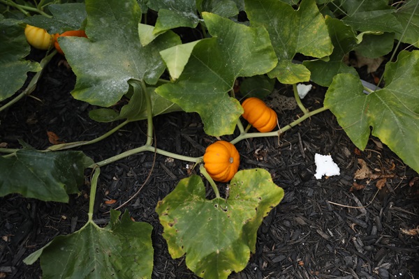 Pumpkin plant