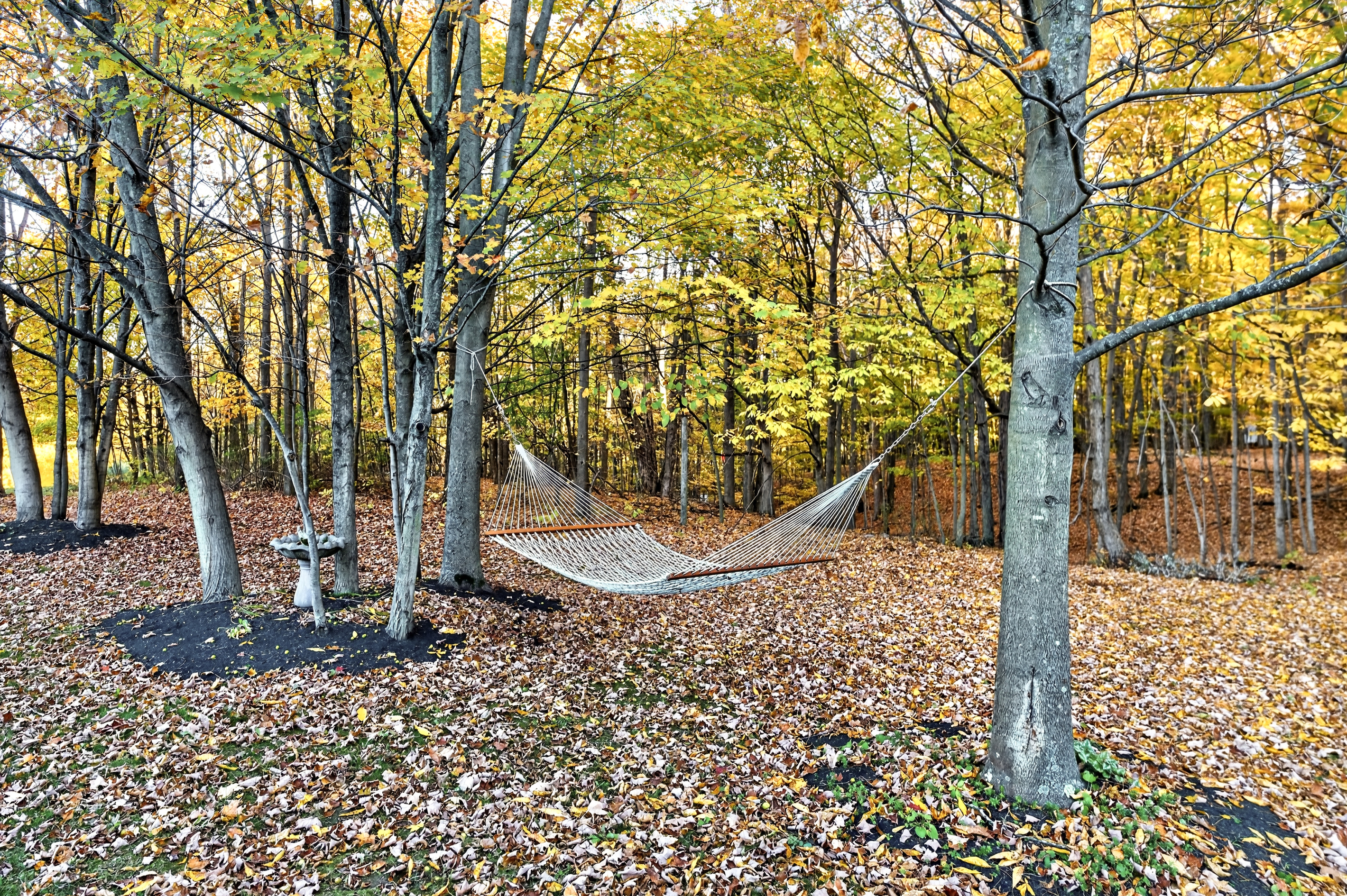 Hammock suspended between trees in wooded area