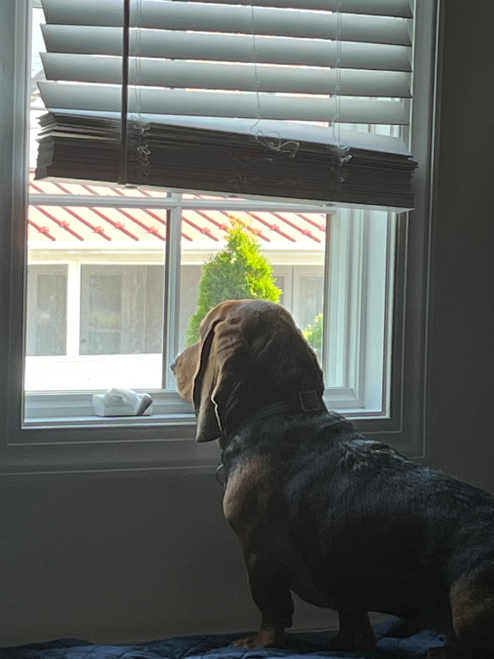 Joann B., Jul 5, 2025