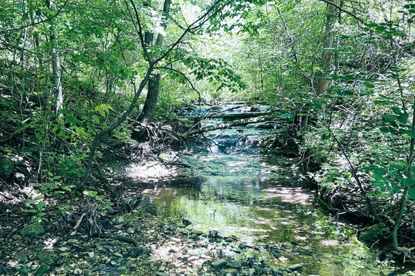 Natural Paradise: Enjoy the serene stream on property surrounded by lush greenery.