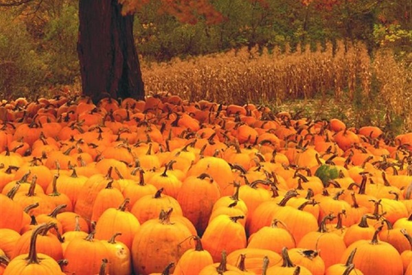 Pumpkin time in the mountains!