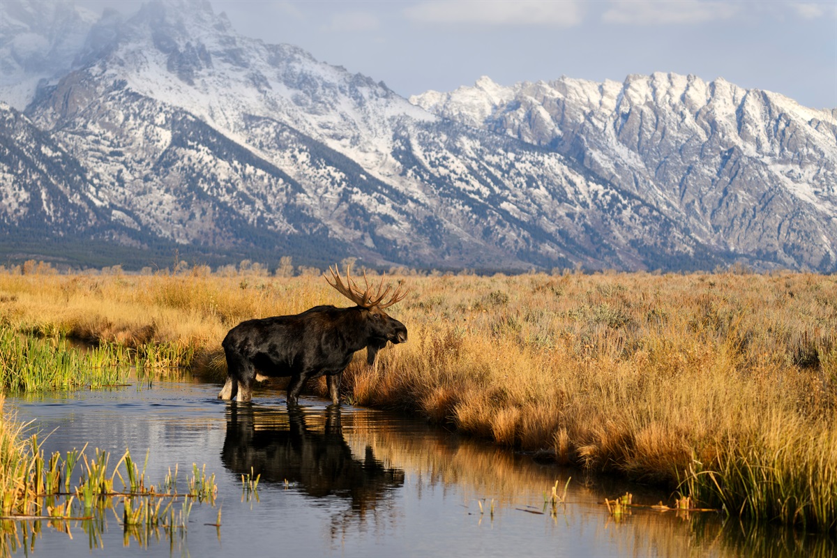 Moose, Grand Teton