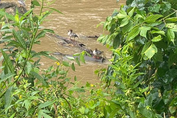 Antietam Creek with common merganser ducks. 