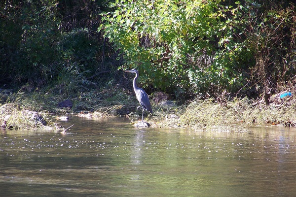 Great Blue Heron in river in front of our home.