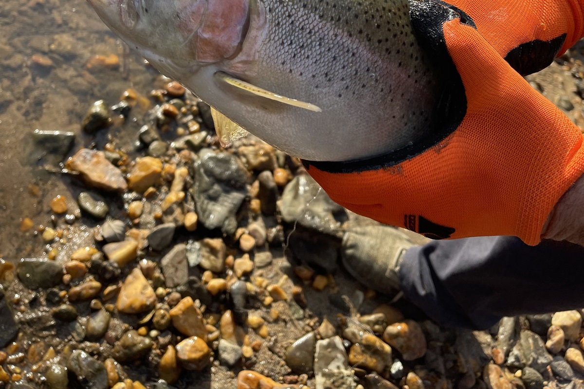 Gorgeous Trout in our creek!