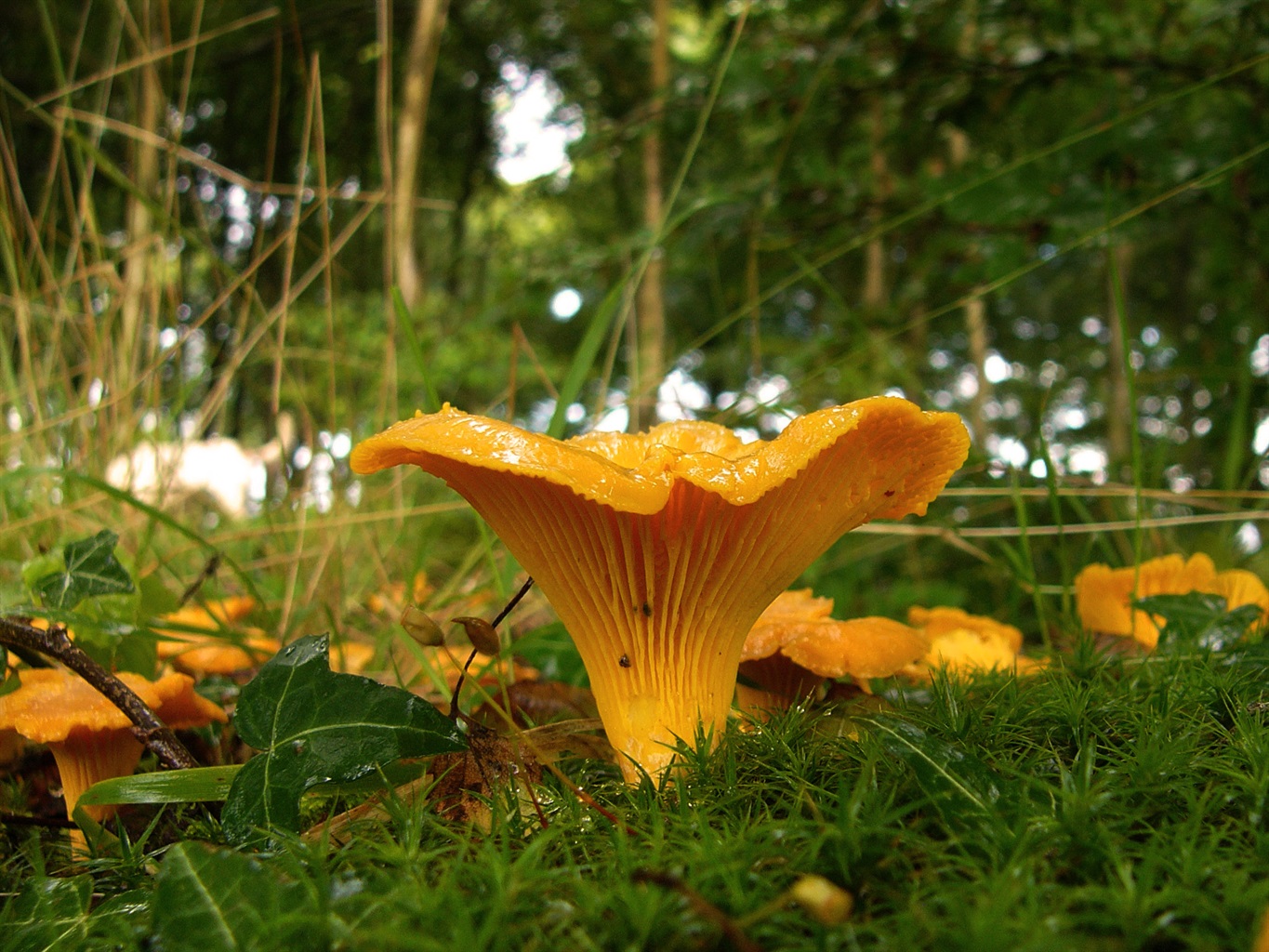 Chanterelles 