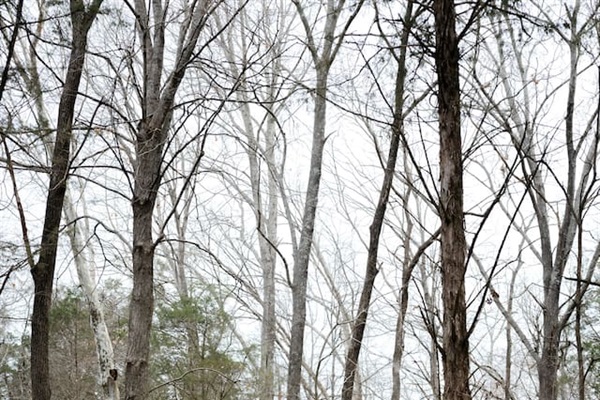 22 acres of spacious front/back yards, open fields, wooded trails, and access to Floyd's Fork creek. This is a view of the trail from the far edge of the backyard to the lower field by the creek access.