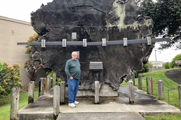 Giant Redwood tree slice Fort Bragg