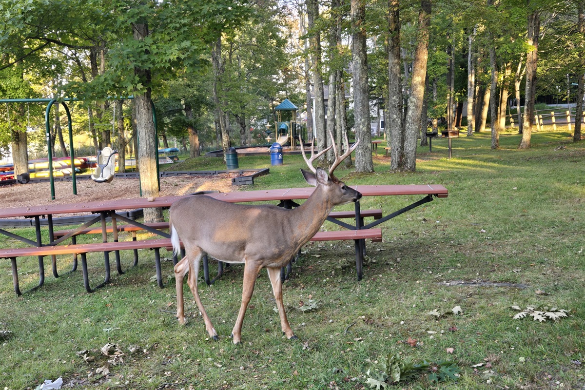 Wildlife - Arrowhead Lake - Serhii Vacation Rentals