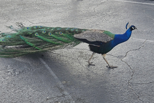 Peacocks like to hang out around the Weeki Wachee Springs State Park parking lot!