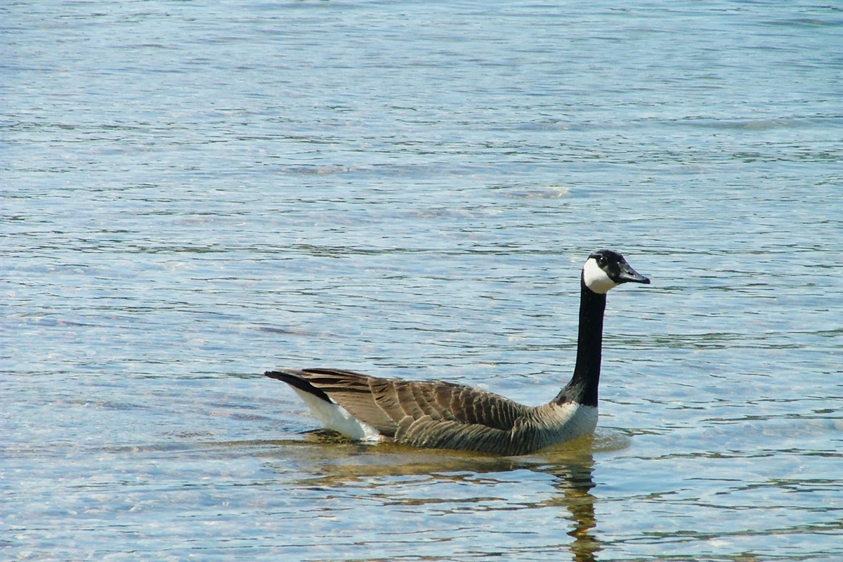 You may see all sorts of wildlife at Beaver Lake.