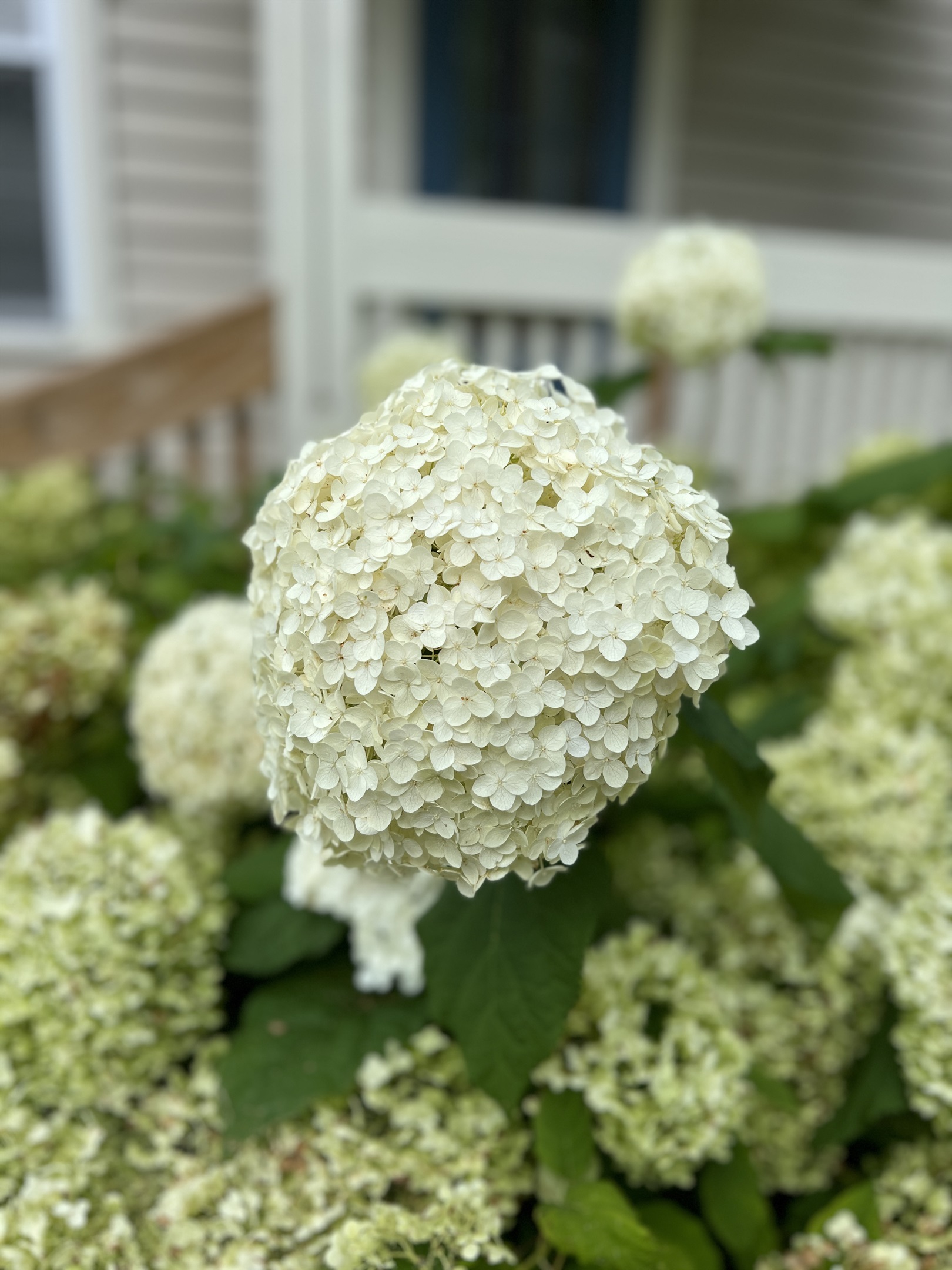 The Federal house blooming hydrangea.