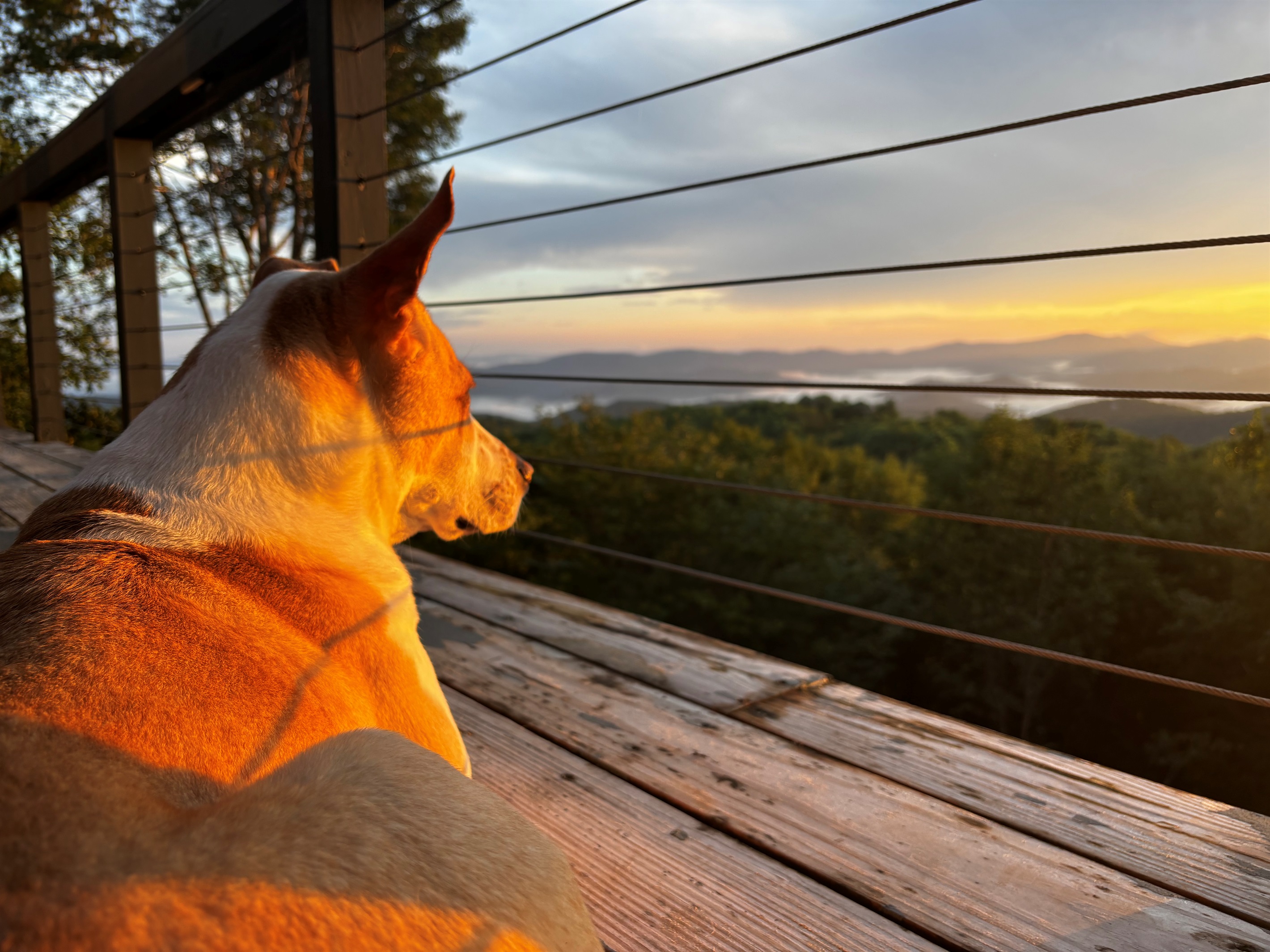 Even your furry friend will enjoy watching the view.  Photo courtesy of Chris, July guest.