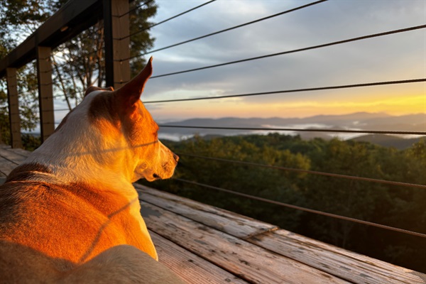Even your furry friend will enjoy watching the view.  Photo courtesy of Chris, July guest.