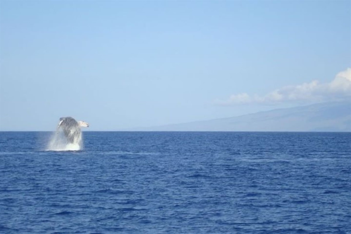 Whales are often seen during whale season