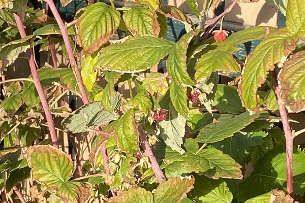 And watch for the raspberry blossom as there will be fresh raspberries to pick the whole season.  These were picked in October.