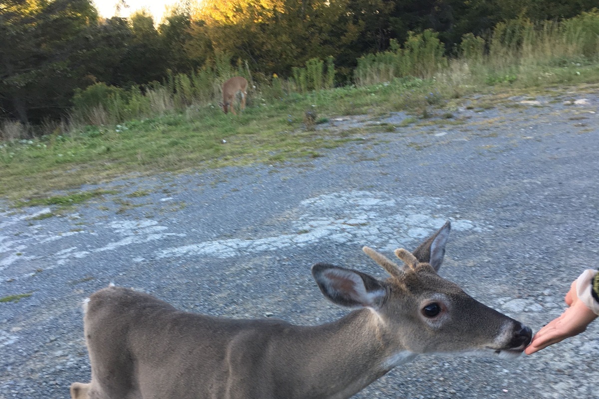 The deer are very friendly in Snowshoe