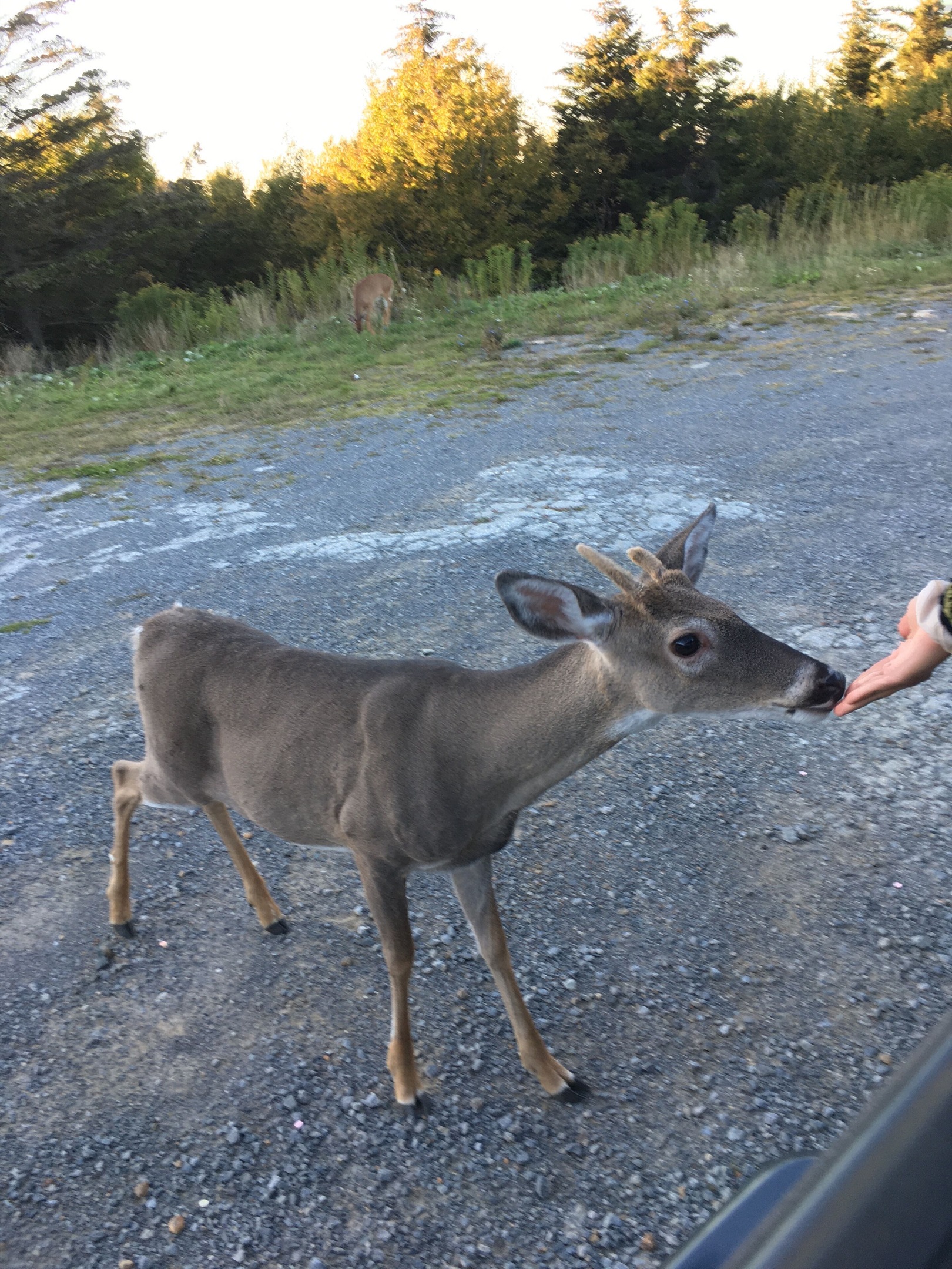 The deer are very friendly in Snowshoe