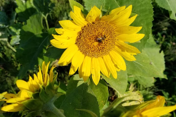 Sunflower