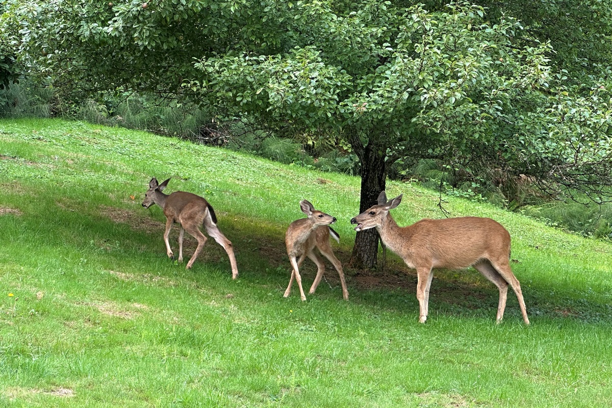 Occasionally, mama deer and her fawns wander through the peaceful meadow-like backyard—nature’s little surprises