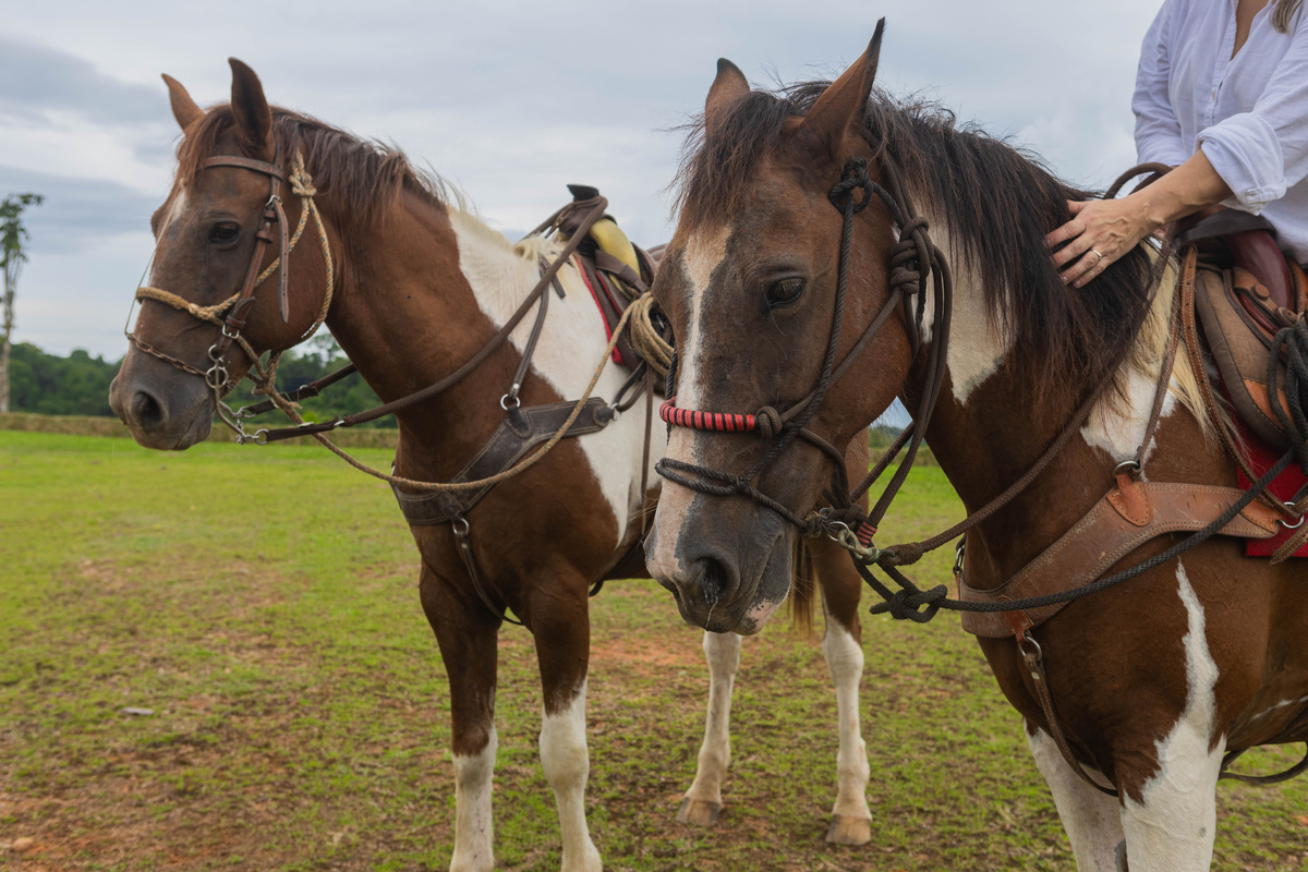 Horses on property! 