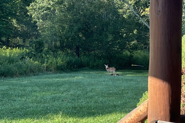 Little fawn in the front yard. His momma came up about 2 minutes later and they walked into the woods! 