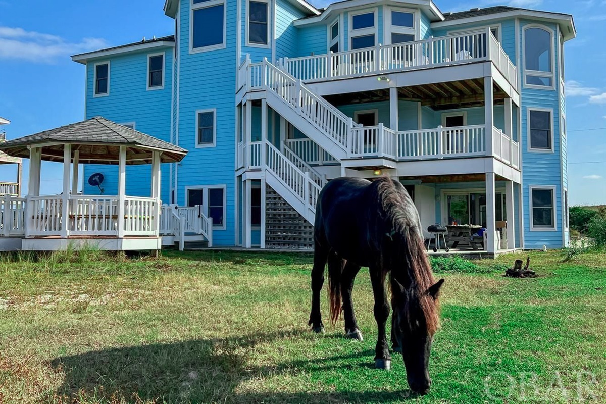 Wild horses roam in the yard almost daily!