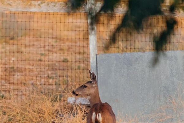 Wildlife on the property
