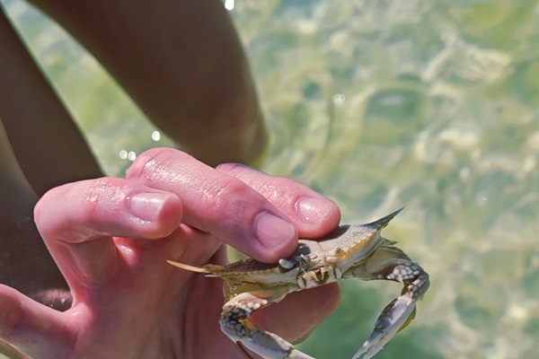 These are just a few of the sea creatures you can find in clear water of PCB.