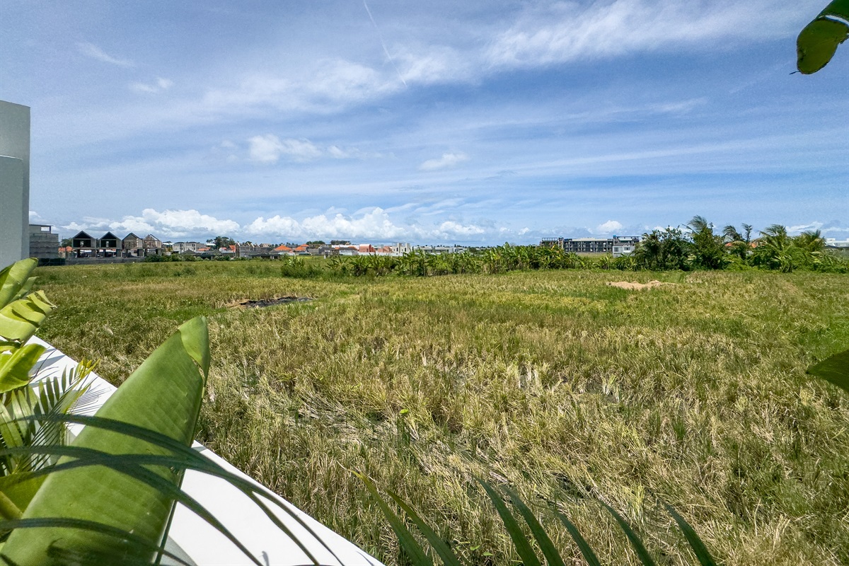 Rice field View