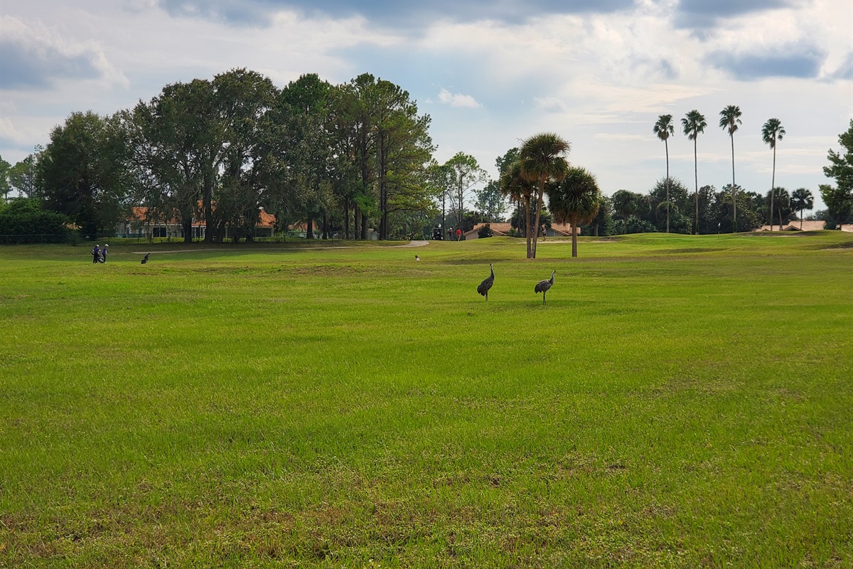 Sandhill Cranes and golf course