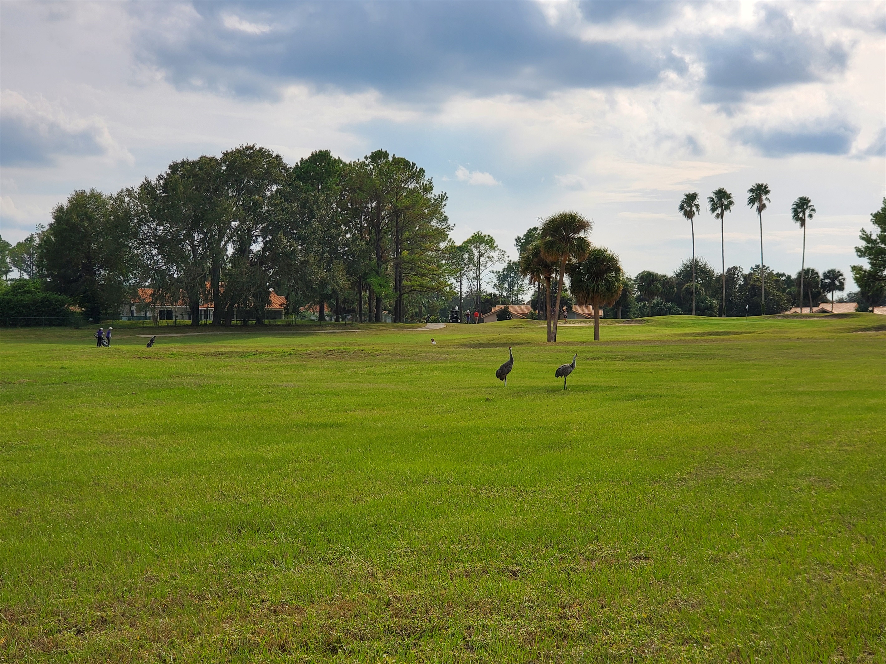 Sandhill Cranes and golf course