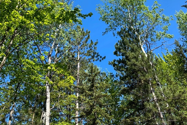 Blue Skies through the trees