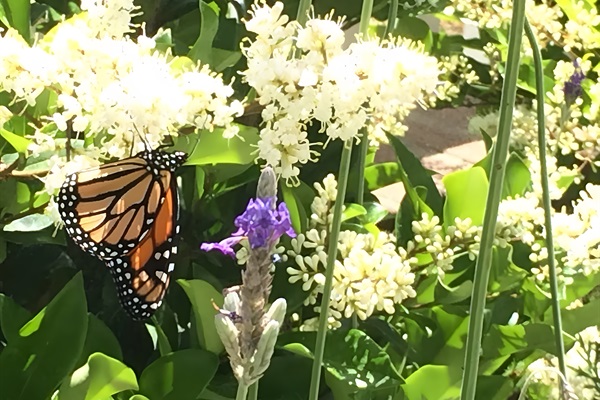 Tons of butterflies