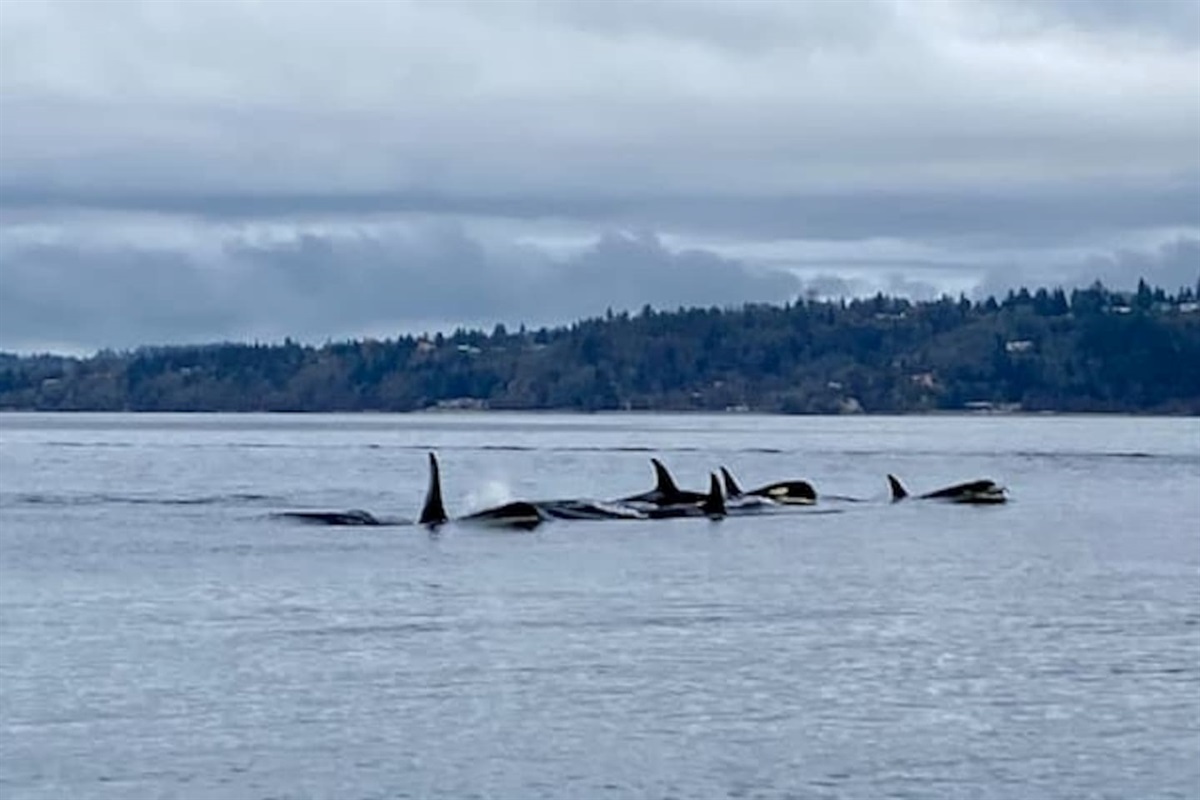The resident J-pod Orcas. Like the Orca Network page on Facebook for sighting updates