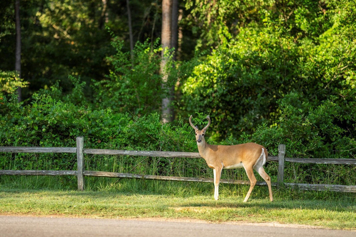 These beautiful creatures roam freely—keep an eye out, and if you're quiet, you might spot a baby or two! They frequently visit our property, adding to the peaceful, natural charm of the area.