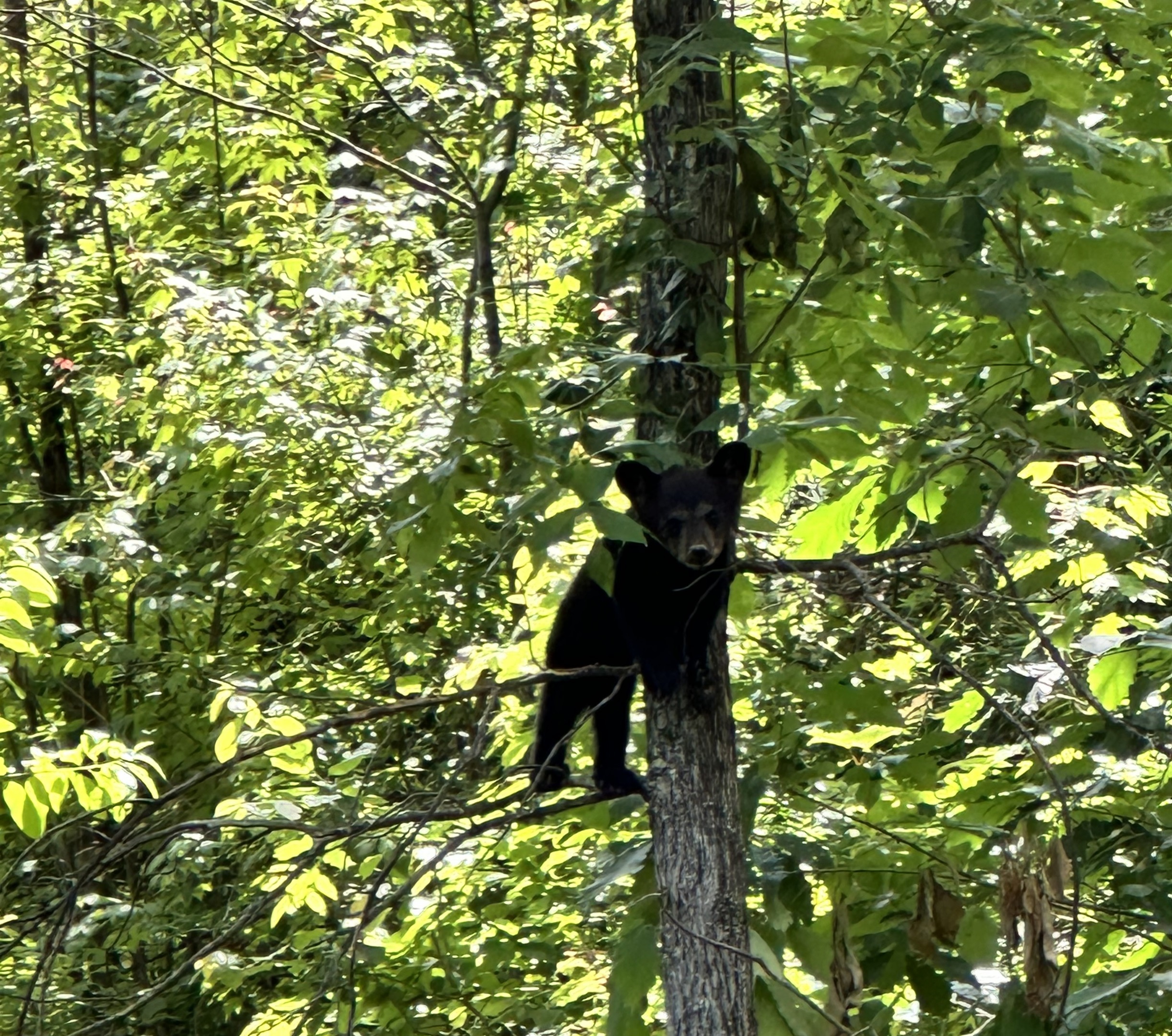 Playing in the Trees