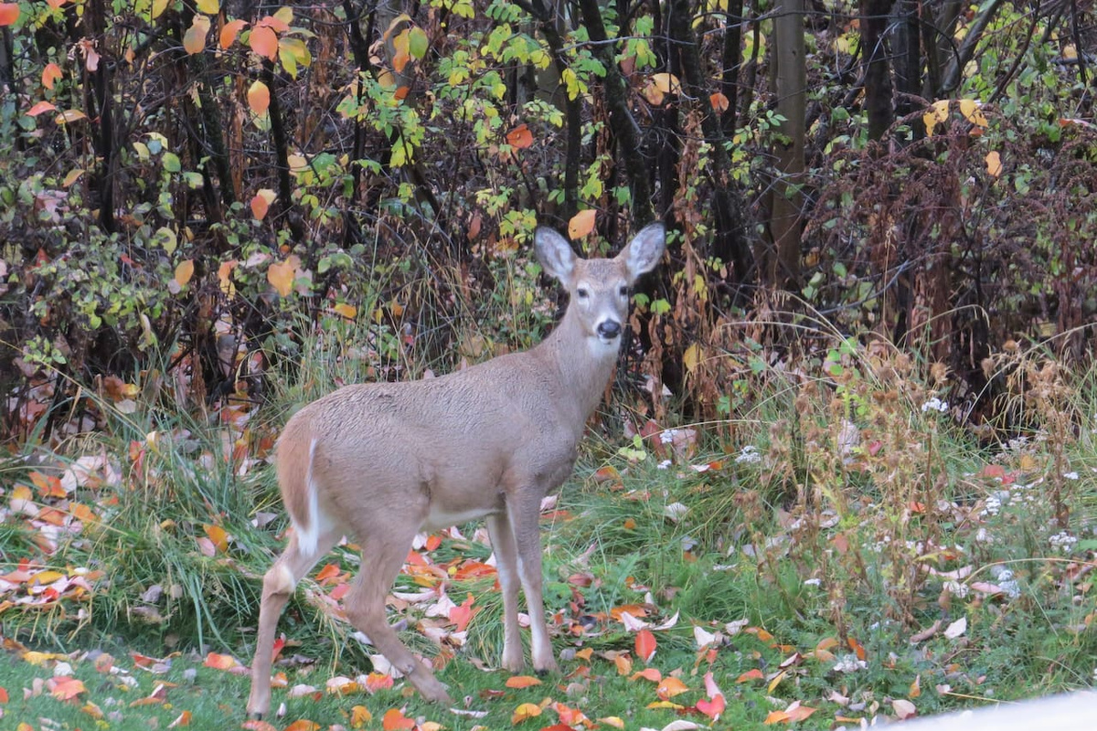 Another neighbor