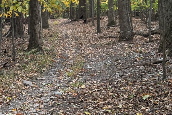 The Woodland Sanctuary Trail.
Journey Through the Whispering Woods