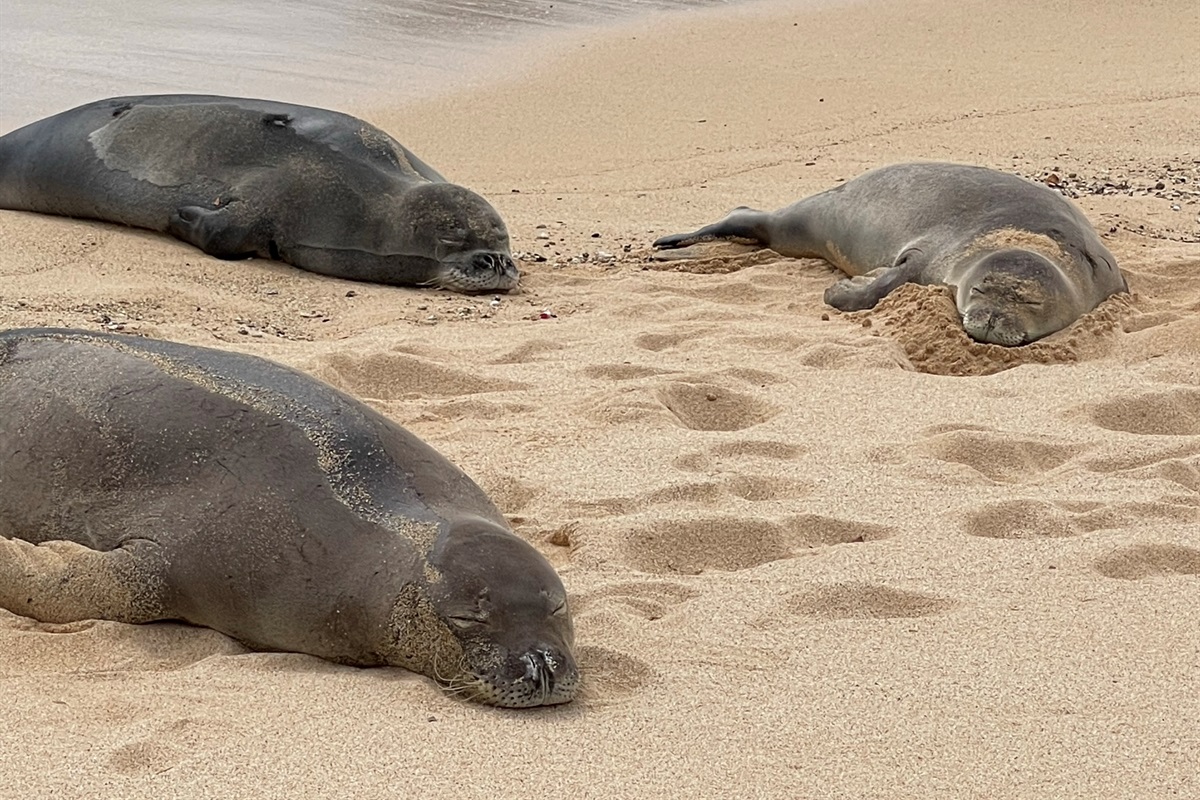 Seals resting