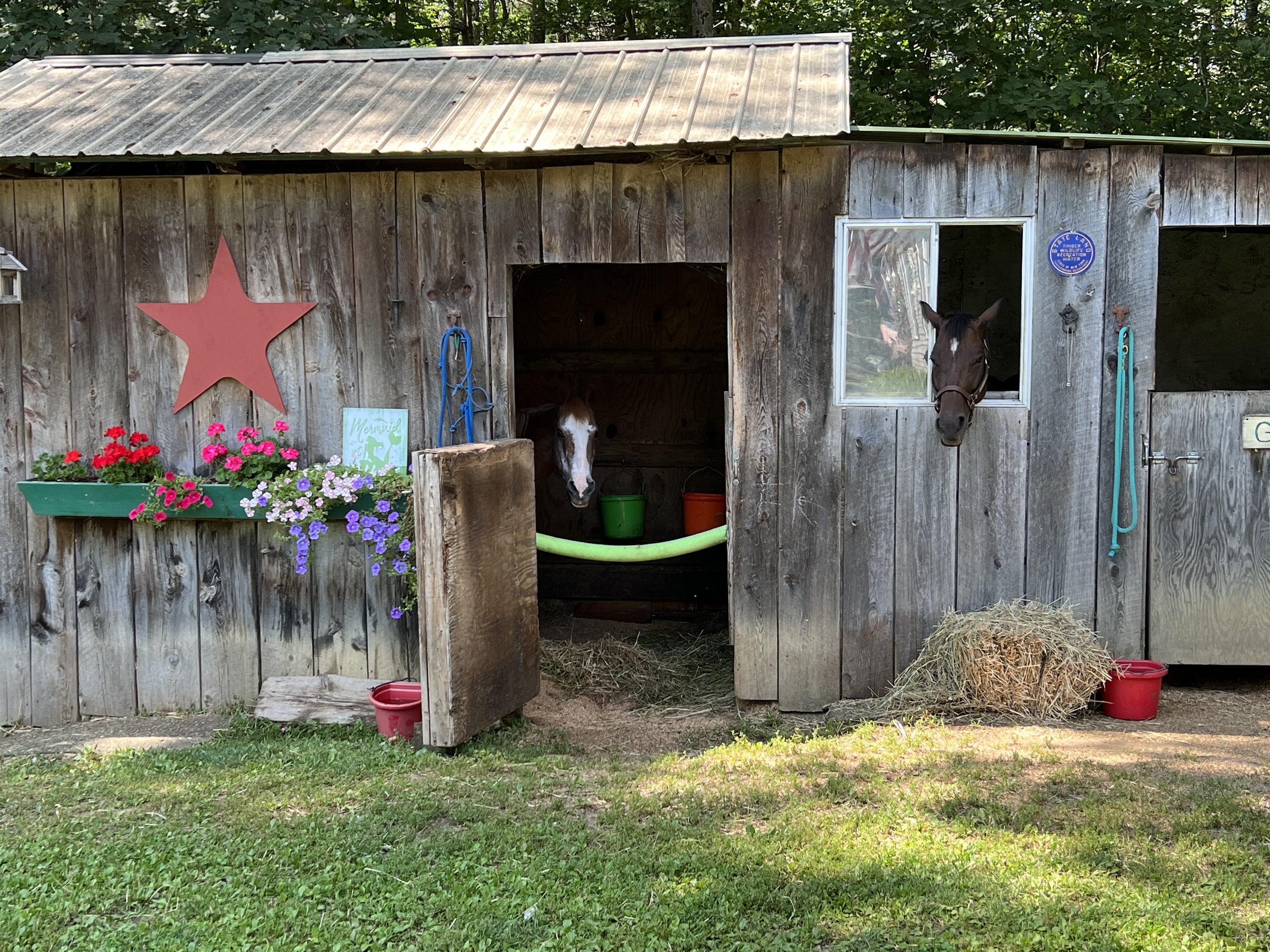 Resident horses