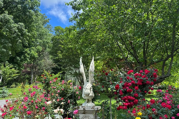 The Rose Sanctuary at Stone Leaf Farm:
One of the property's signature garden experiences, the Rose Sanctuary features an extraordinary collection of roses in full bloom, showcasing a tapestry of vibrant colors, exquisite fragrances, and timeless beauty.