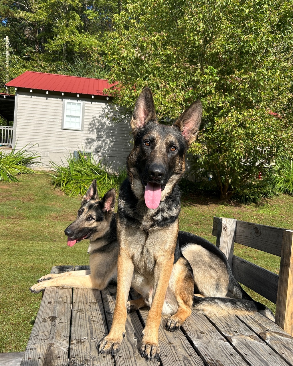 Tongue out, Pawsitively cutie face, life does not get much better.