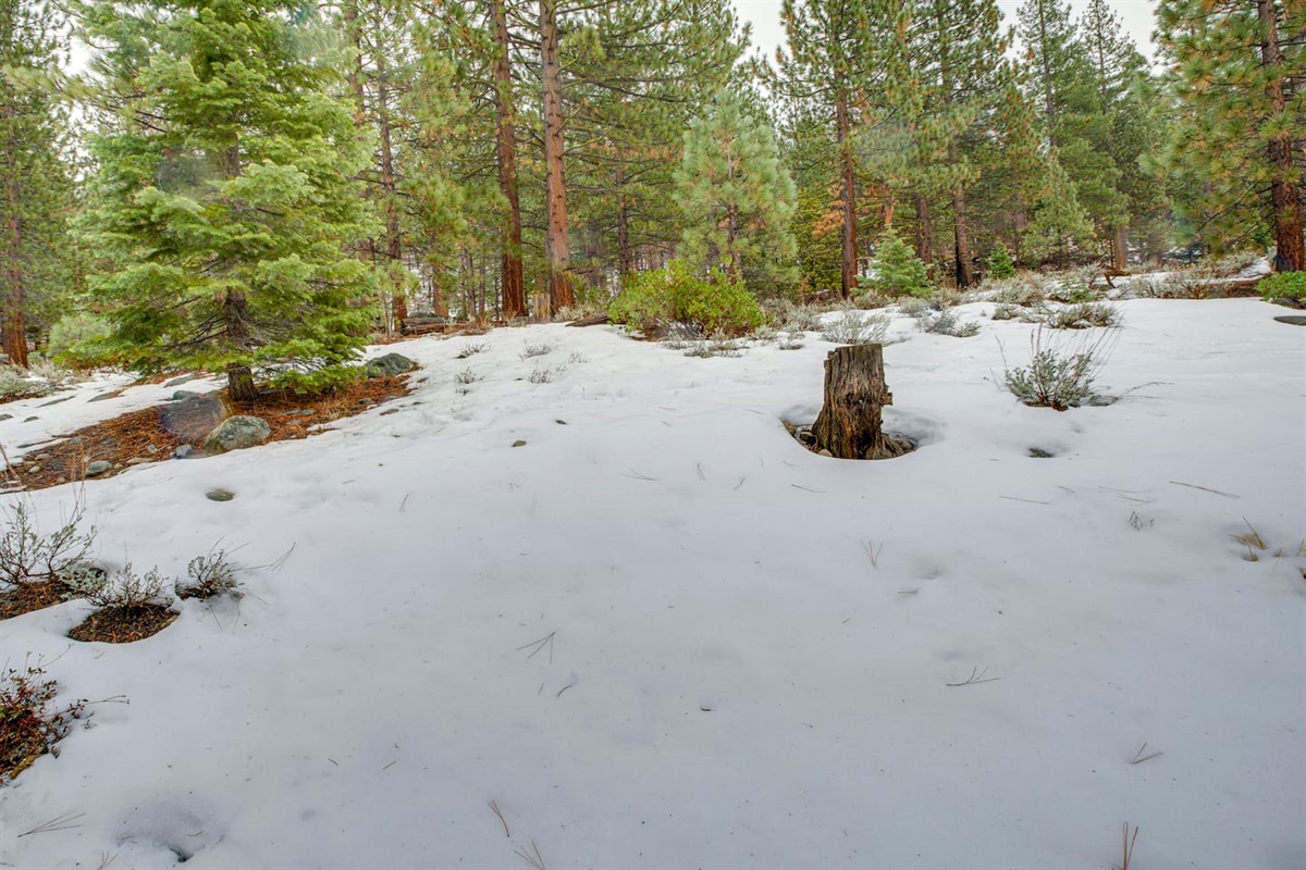 The backyard has lots of open space and has a hill that is perfect for sledding.