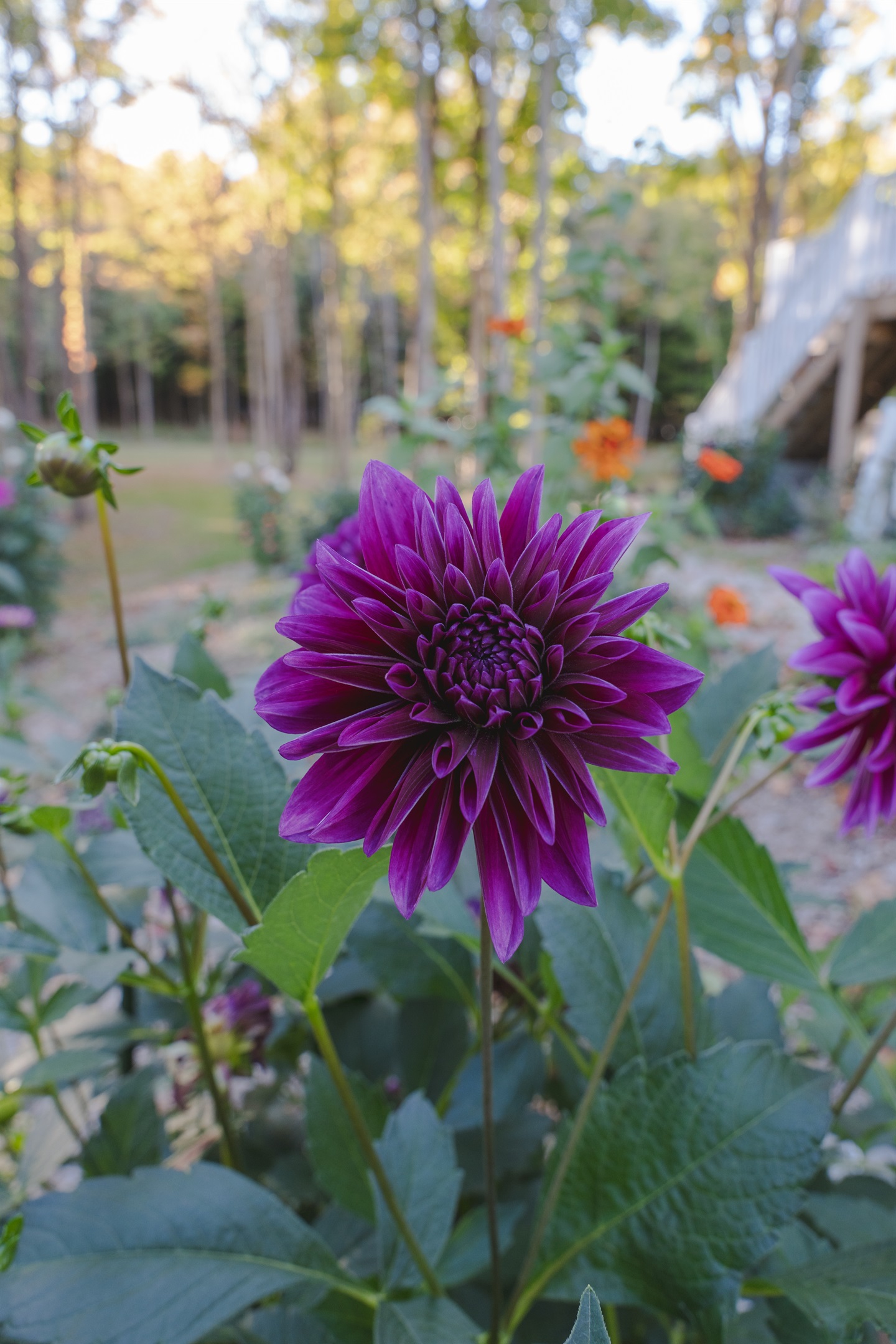Fall flower blooms
