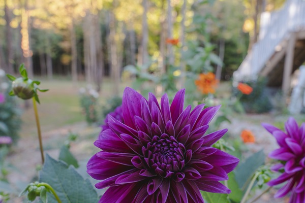 Fall flower blooms